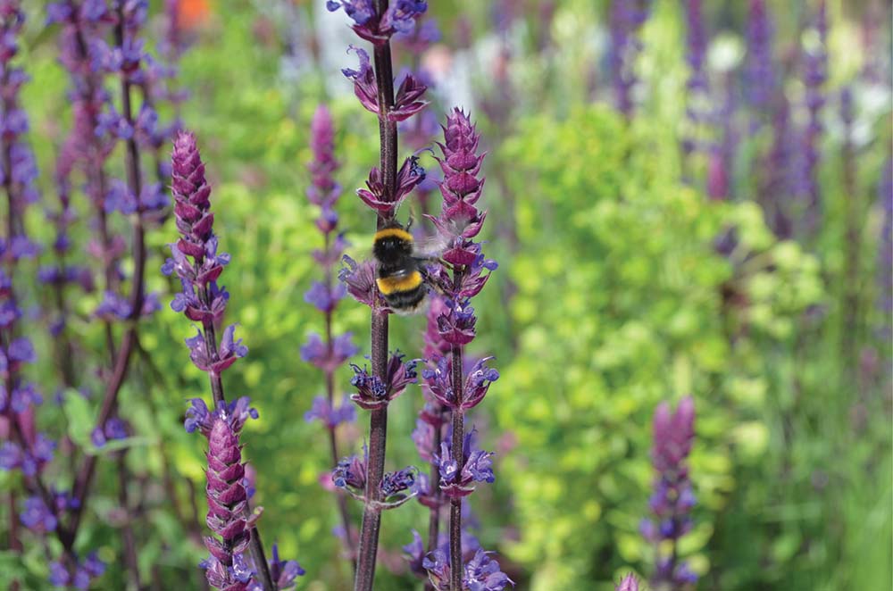salvia salvia