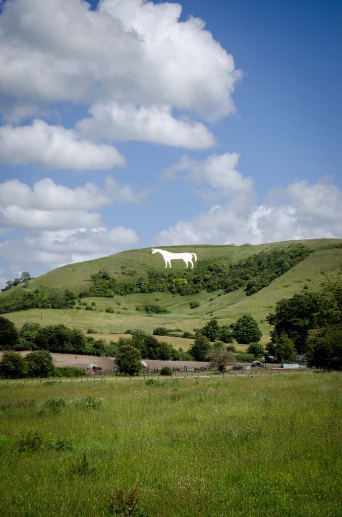 white horse portrait white horse portrait