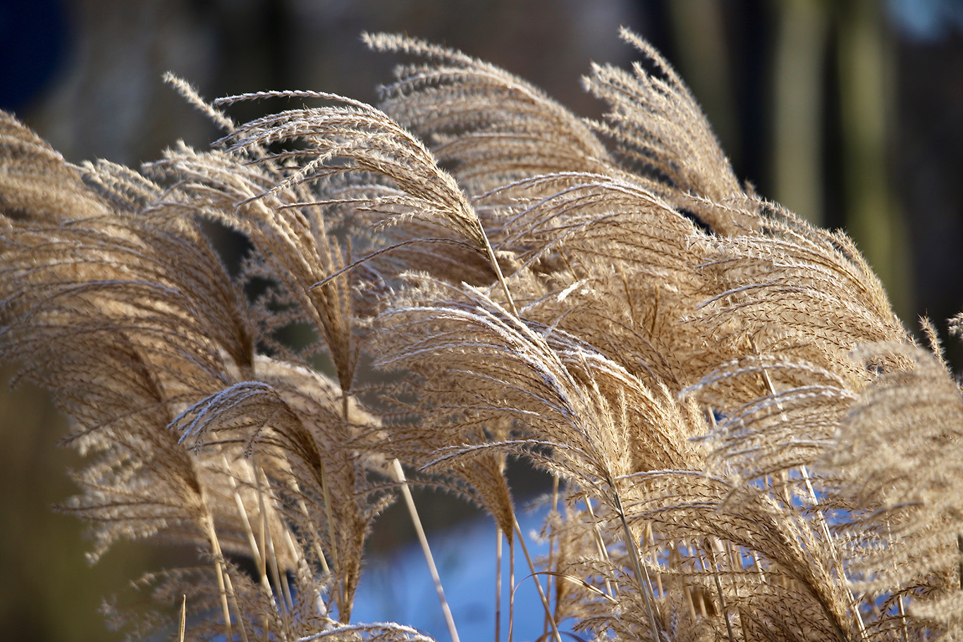 miscanthus