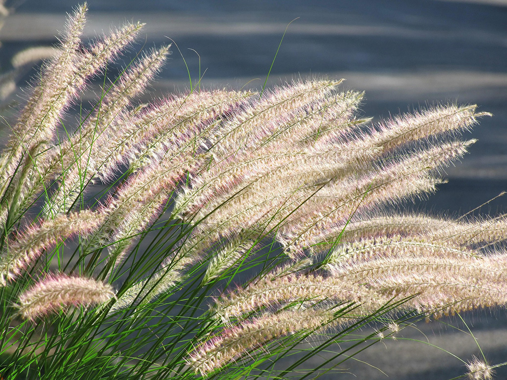 transform your autumn garden with grasses pennisetum